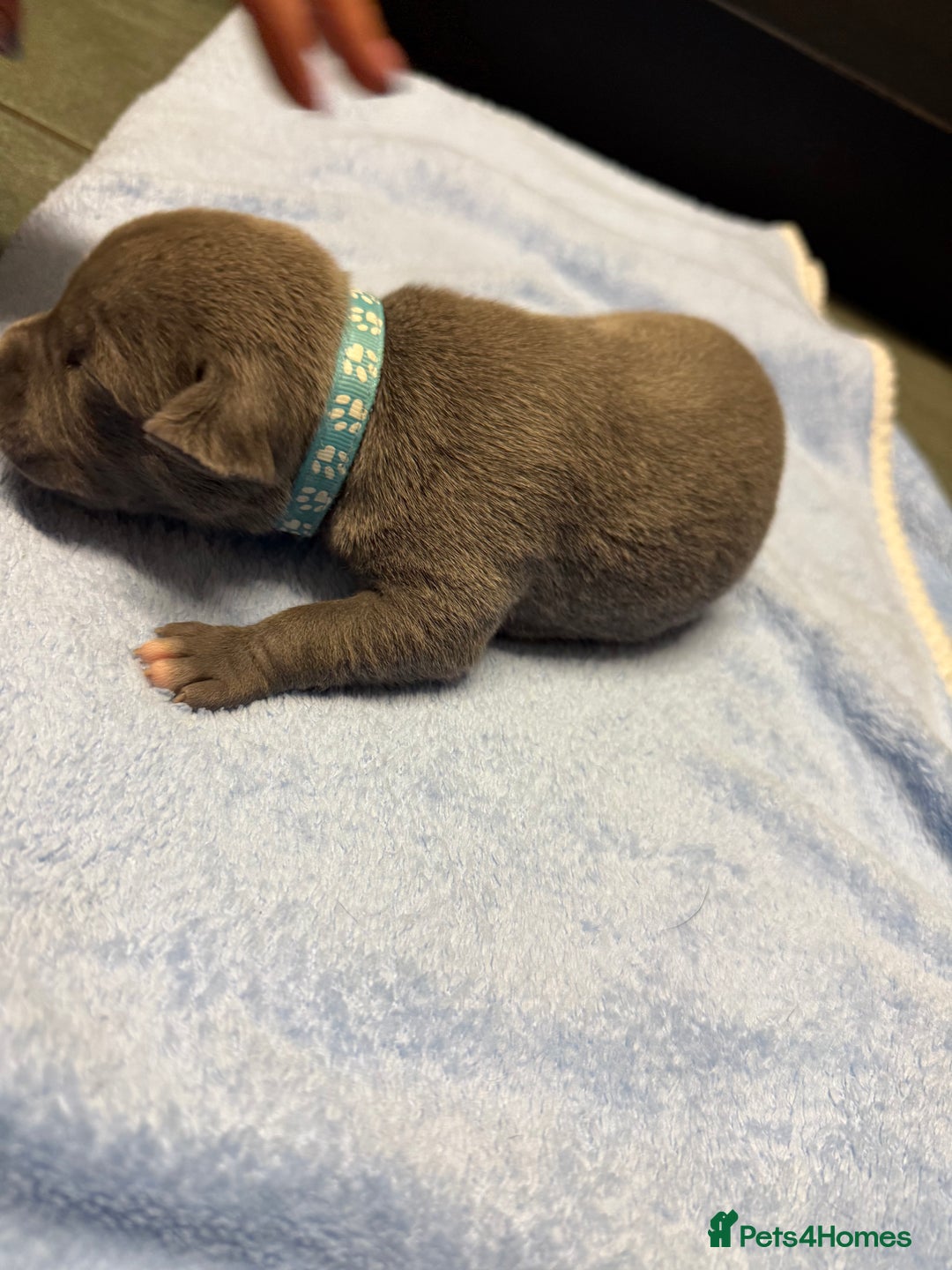 Staffordshire Bull Terrier dogs for sale: Blue Staffordshire bull terrier staffy  - Advert 14