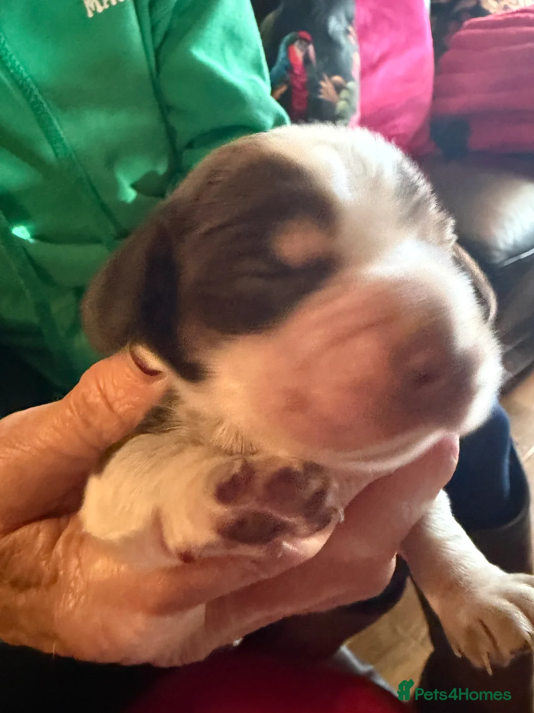 Cocker Spaniel dogs for sale: Show cocker spaniel pups - Advert 27