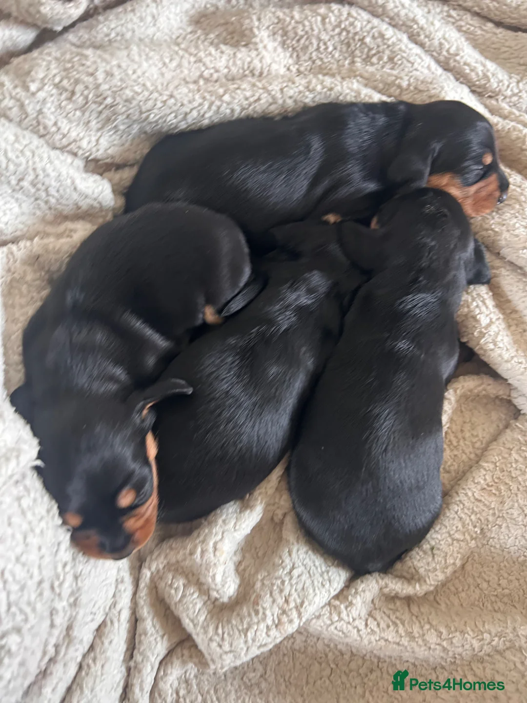 Miniature Dachshund dogs for sale: Adorable miniature dachshunds 💙💖 in Maidstone - Advert 2