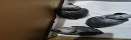 Parrots birds for sale: African grey parrot babies for sale  in Glasgow - Advert 2