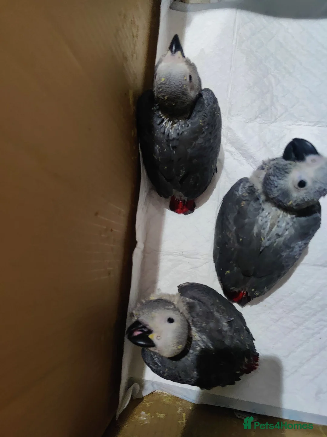 Parrots birds for sale: African grey parrot babies for sale  in Glasgow - Advert 2