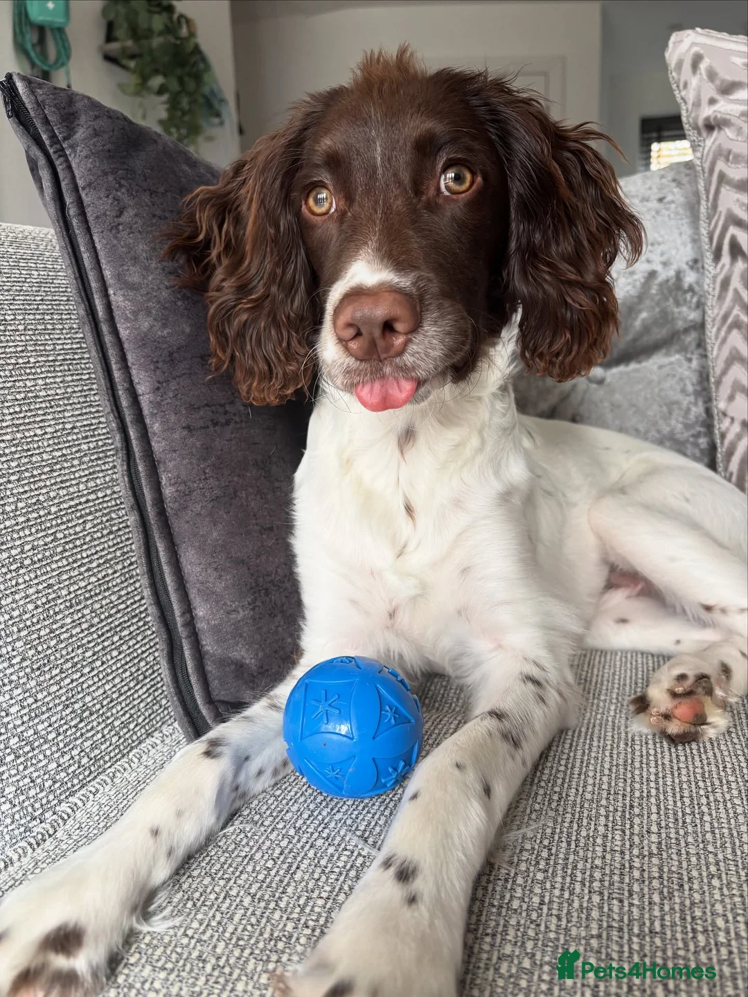 English Springer Spaniel dogs for sale: Beautiful springer spaniel puppy - Advert 4