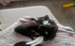 Mixed Breed cats for sale: 4 female kittens looking for forever homes  - Image 2