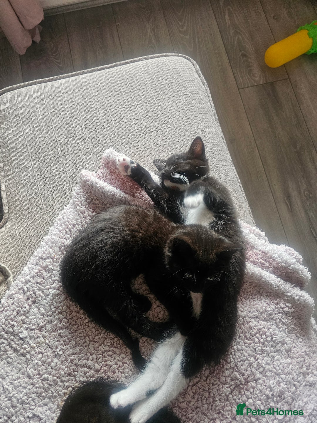Mixed Breed cats for sale: 4 female kittens looking for forever homes  - Image 2