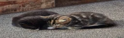 Mixed Breed cats for sale: 3 kittens looking for forever homes in Cannock - Advert 5