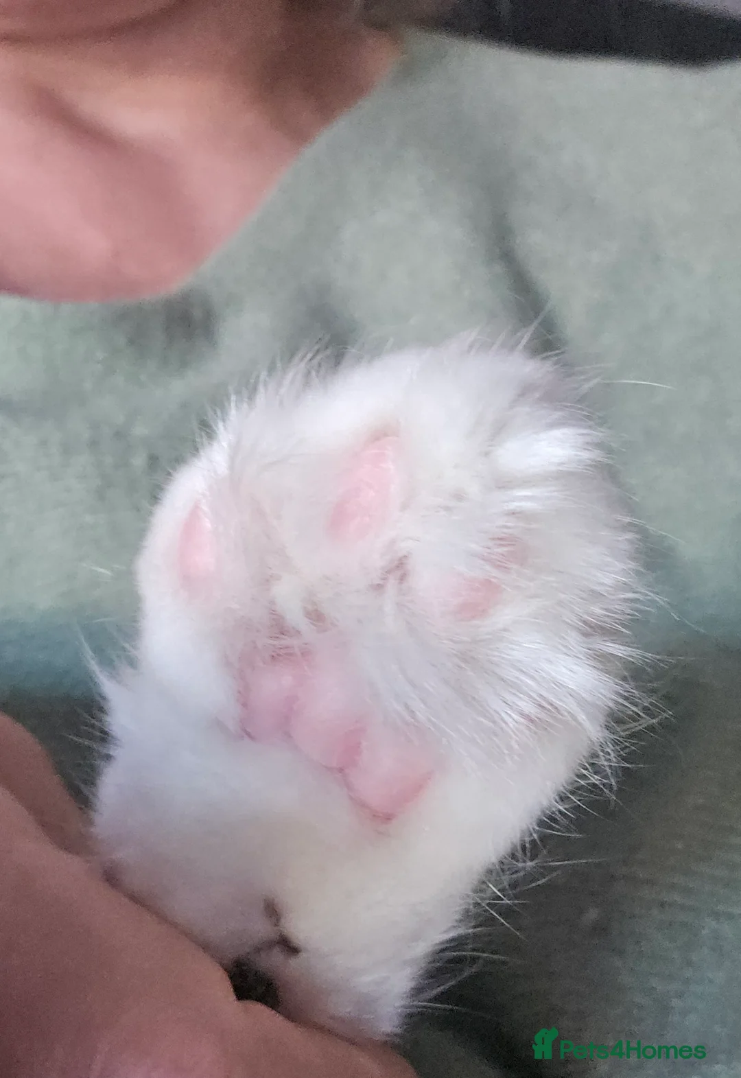 Ragdoll cats for sale: Beautiful Ragdoll Pair  in Cranbrook - Advert 31