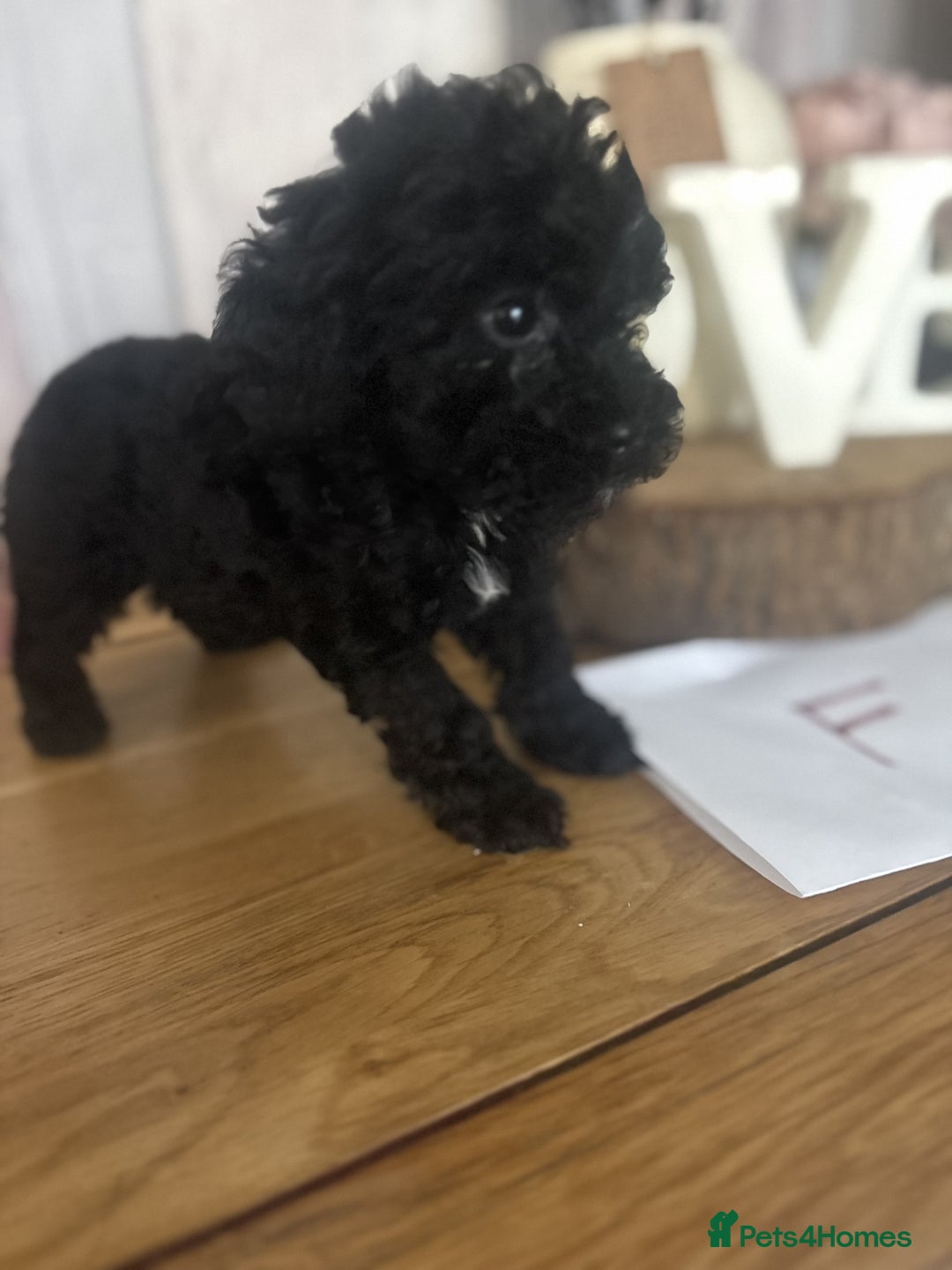 Cockapoo dogs for sale: Cockapoo Puppies looking for their forever homes - Advert 22