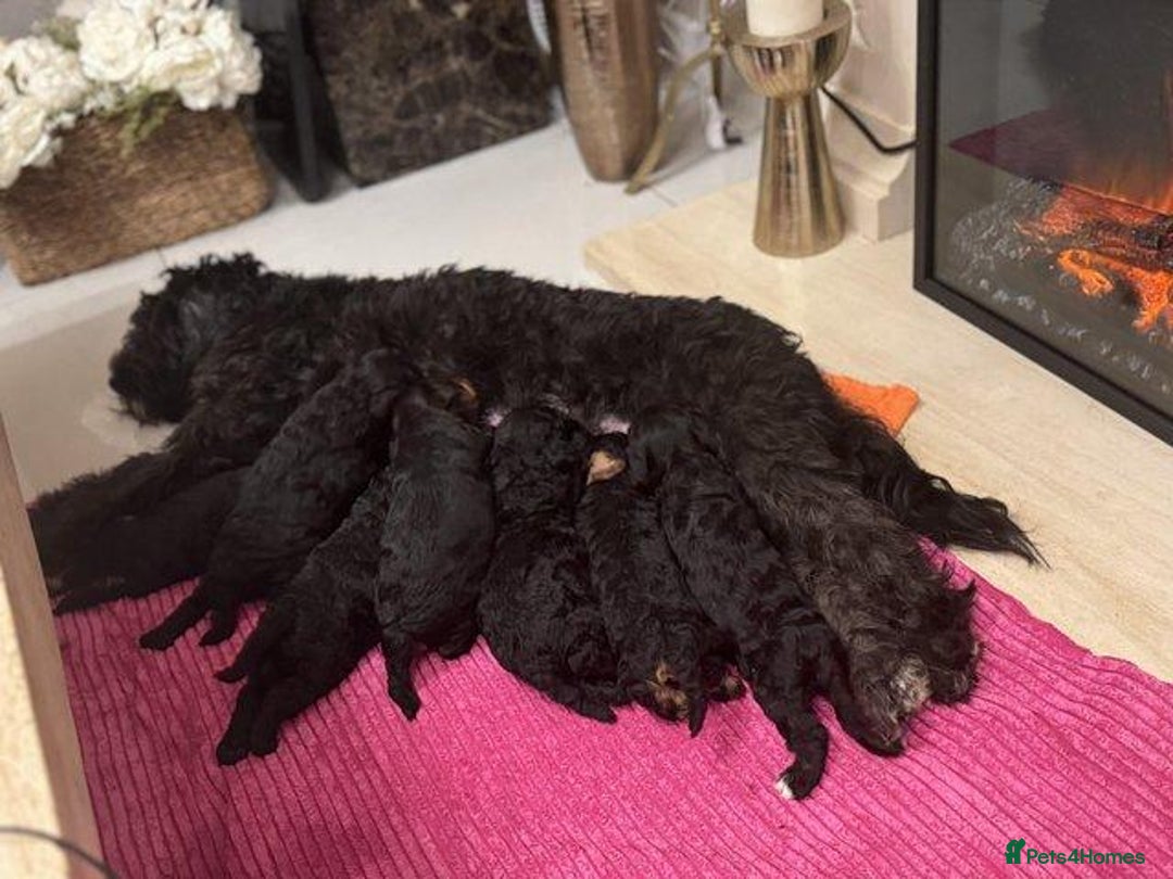 Cavapoo dogs for sale: Adorable F1B Cavapoo Puppies Ready - Image 7