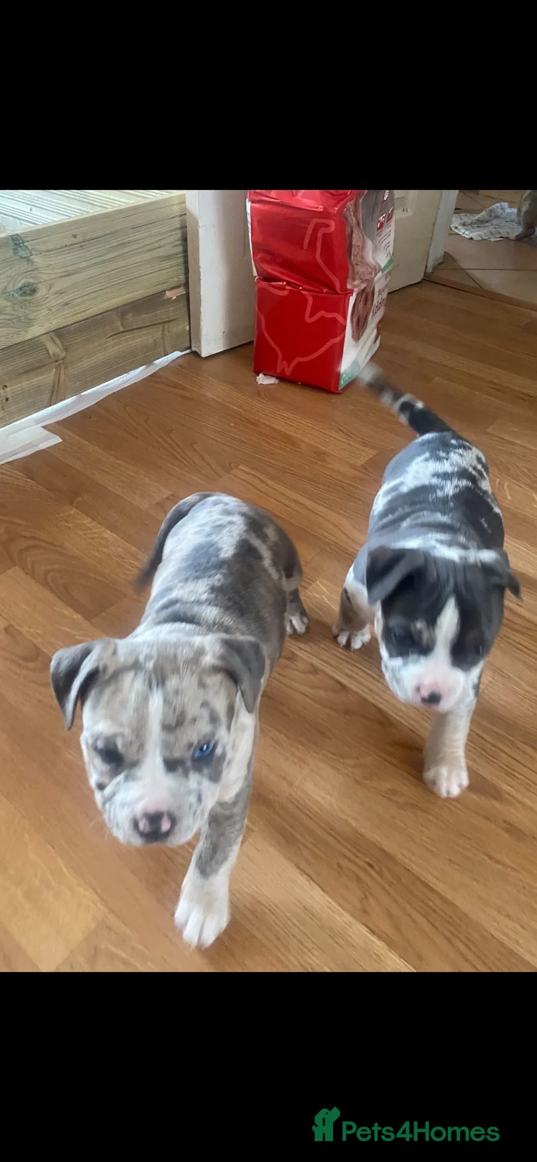 American Bully dogs for stud: Merle ABKC american pocket bully stud in Leicester - Advert 28
