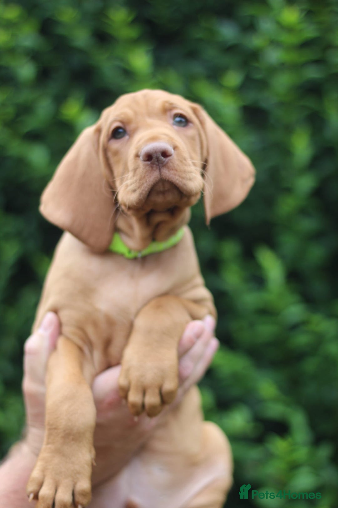 Hungarian Vizsla dogs for sale: All puppies now reserved/rehomed  - Image 8