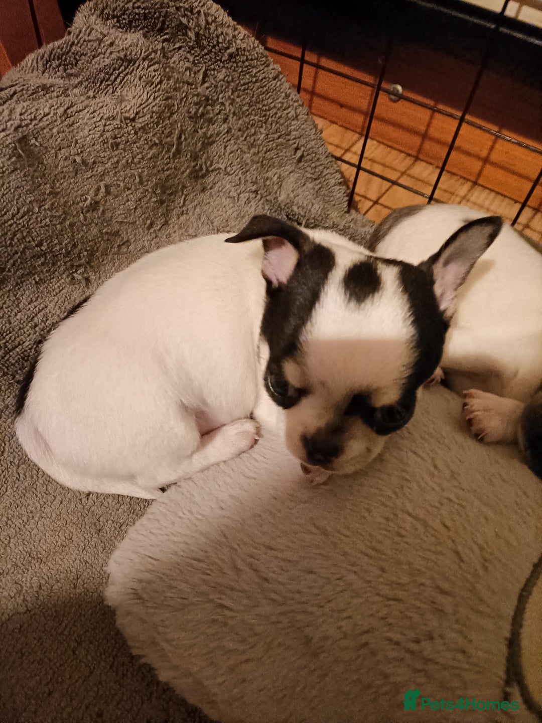 Chihuahua dogs for sale: KC Chihuahua puppies  - Image 7