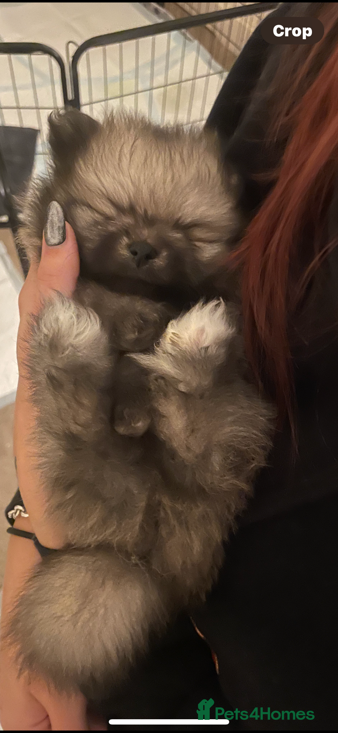 Pomeranian dogs for sale: KC Reg 5⭐️Poms champions & Russian bloodline  - Advert 29
