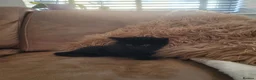 British Longhair cats for sale: Black kitten for sale  - Advert 4