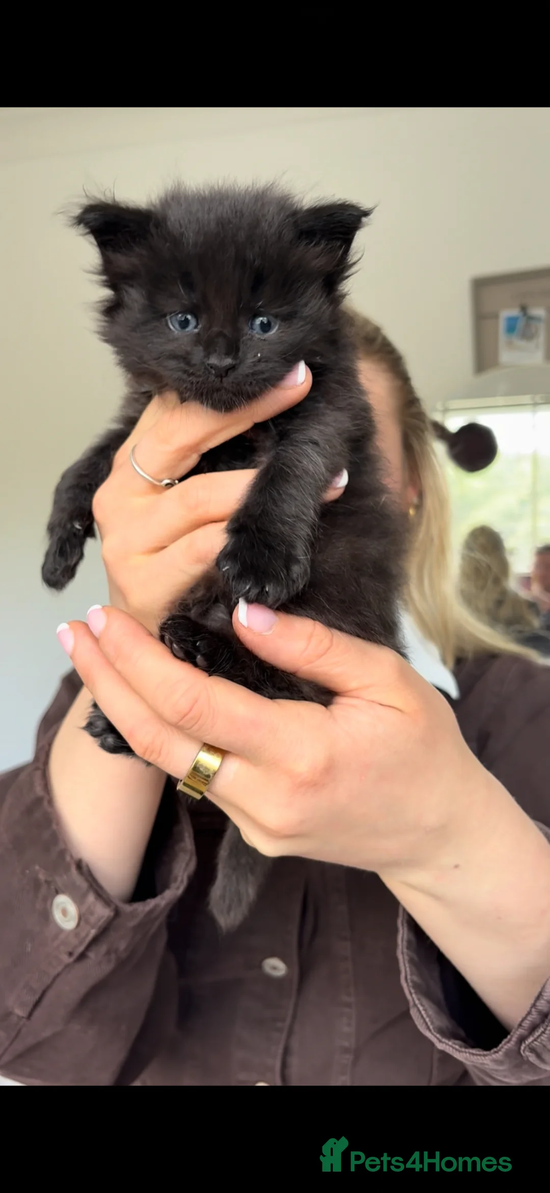 Maine Coon cats for sale: Maine Coon Kittens Russian & European Champ Lines in Cheltenham - Advert 22