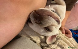 French Bulldog dogs for sale: Franko the French bulldog  - Image 6