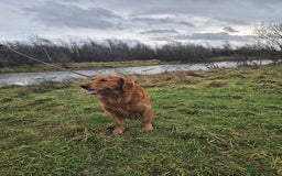 Golden Retriever dogs for stud: Gorgeous KC registered Golden Retriever stud dog  in Chesterfield - Image 7