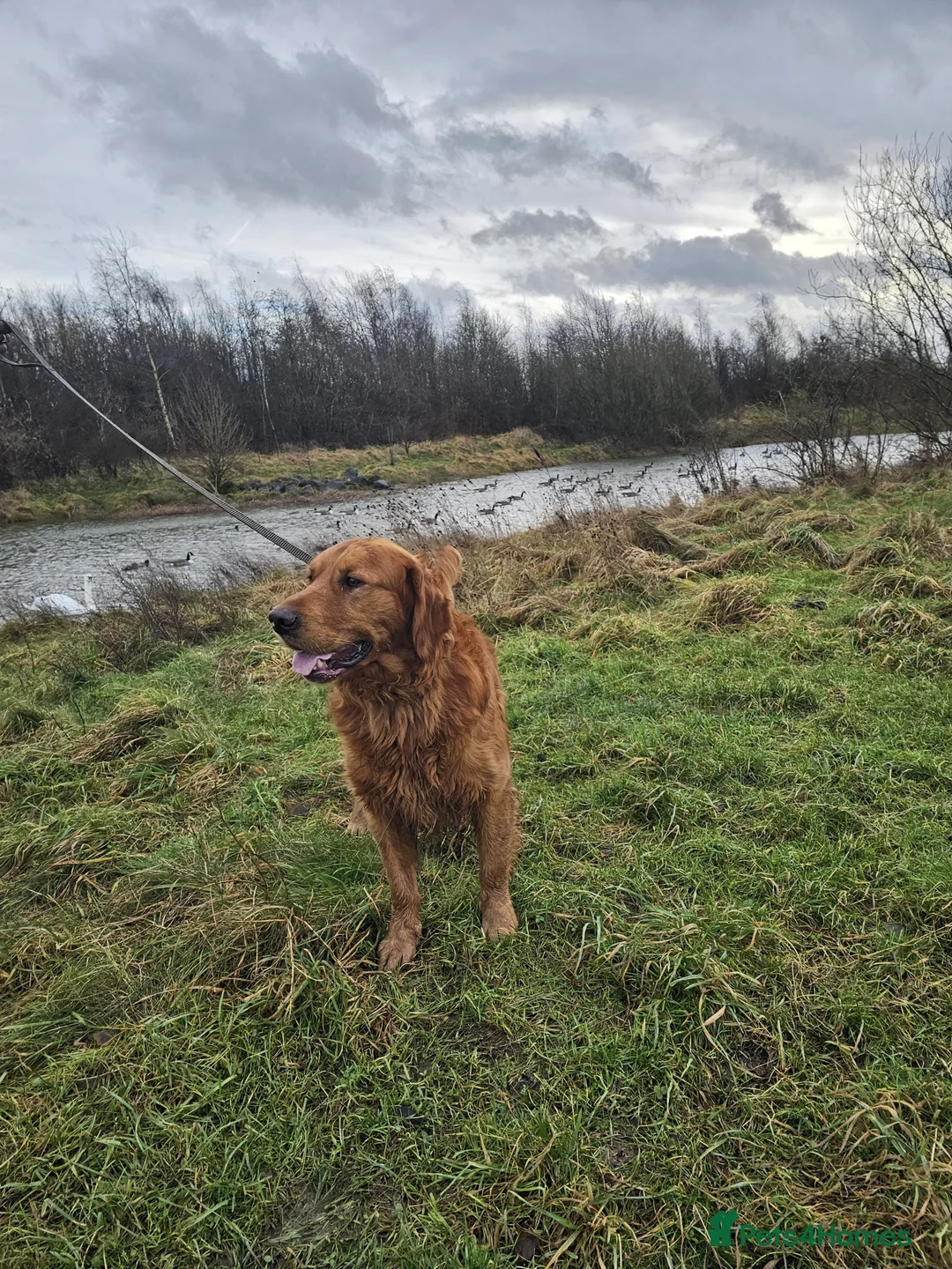 Golden Retriever dogs for stud: Gorgeous KC registered Golden Retriever stud dog  in Chesterfield - Advert 8