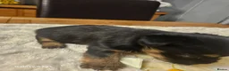Yorkshire Terrier dogs for sale: My Luna have 4 puppies on 16 may   in Boston - Advert 10