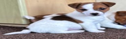 Jack Russell dogs for sale: Miniature Jack Russell Puppies… - Advert 16