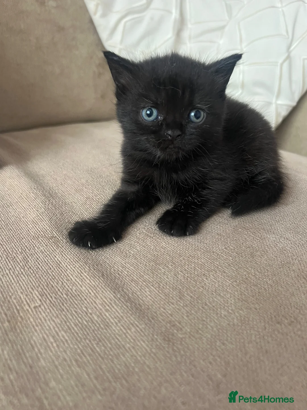 British Shorthair cats for sale: Half British short hair kittens - Advert 7