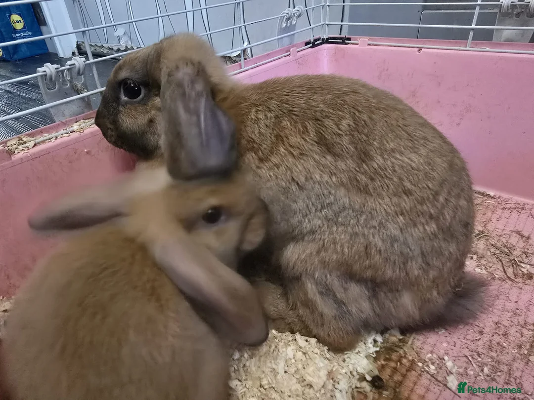 Mini Lop rabbits for sale: Mini lop in Milton Keynes - Advert 7