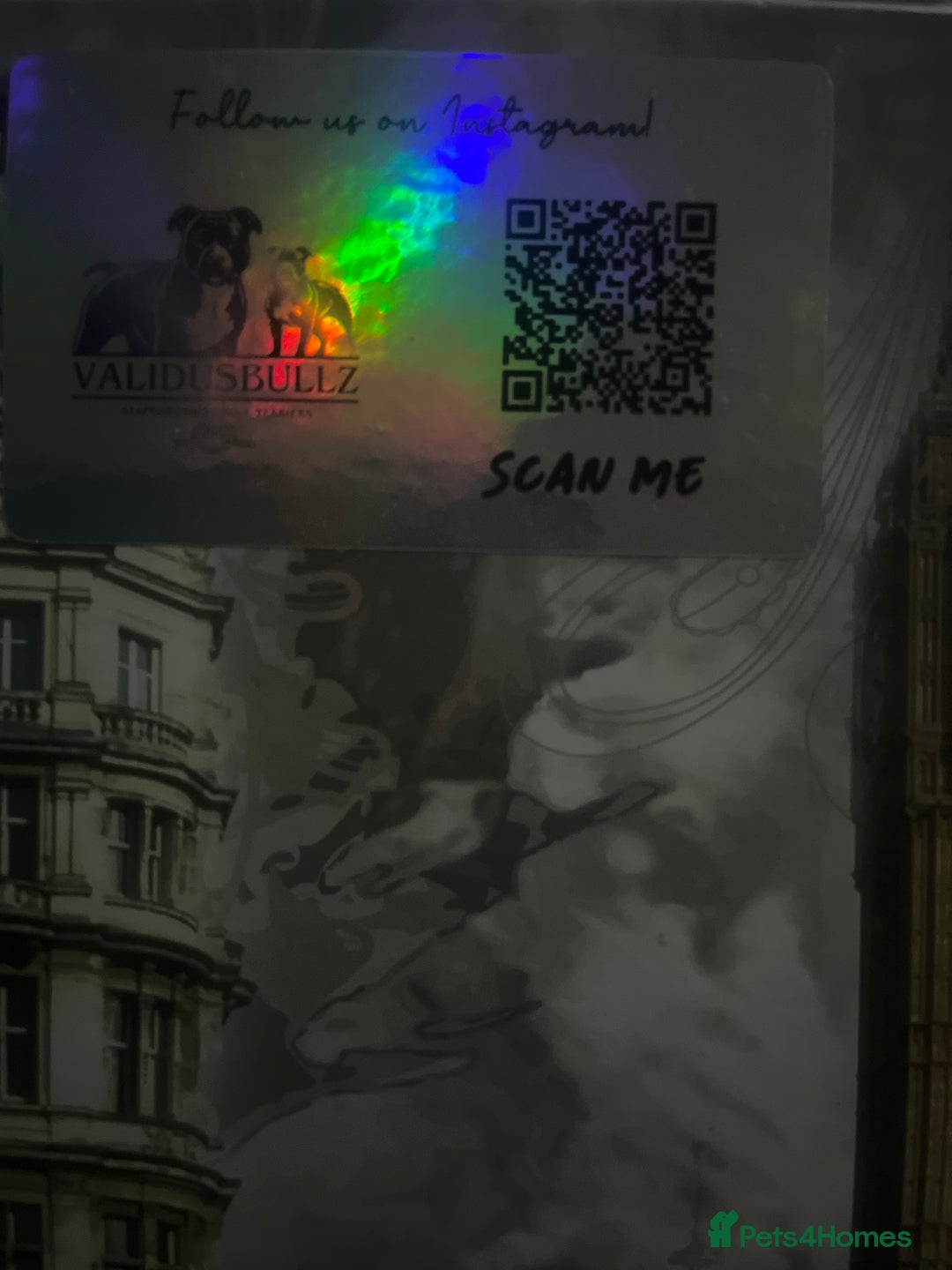 Staffordshire Bull Terrier dogs for sale: CHAMPION OF CHAMPIONS  - Advert 13