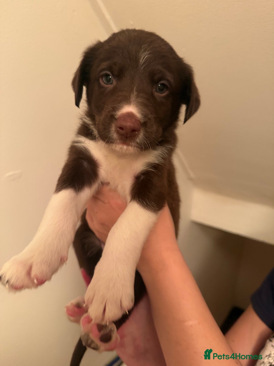 Border Collie dogs for sale: Border collie pups - Image 12