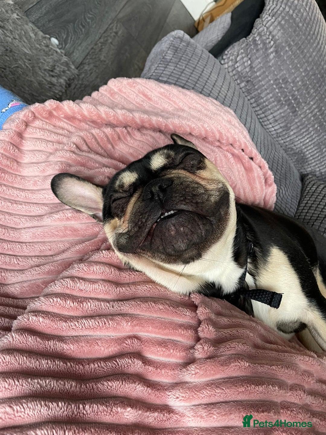 French Bulldog dogs for sale: 18 month old male black and brown French bulldog  - Advert 5