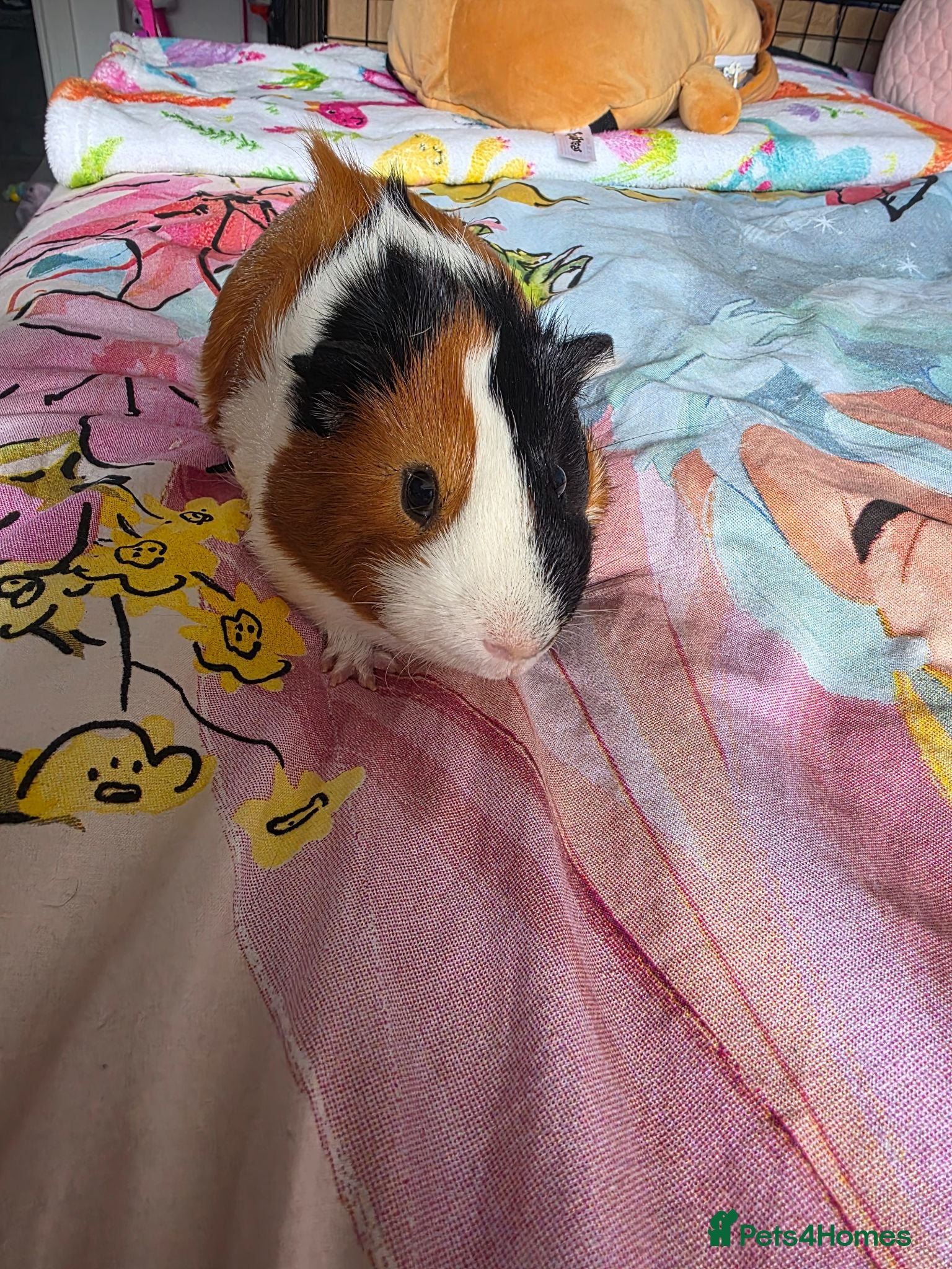 Guinea Pig rodents 2 Male Guinea Pigs Complete Set Up - Advert 2