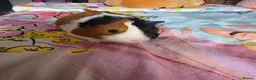 Guinea Pig rodents for sale: 2 Male Guinea Pigs Complete Set Up in Gloucester - Advert 2