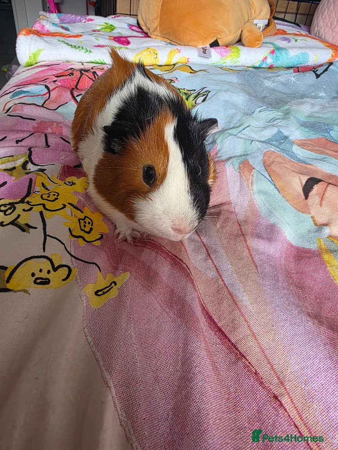 Guinea Pig rodents for sale: 2 Male Guinea Pigs Complete Set Up in Gloucester - Advert 2