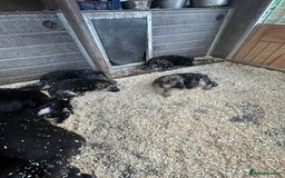 German Shepherd dogs for sale: German shepherd puppies  - Advert 40