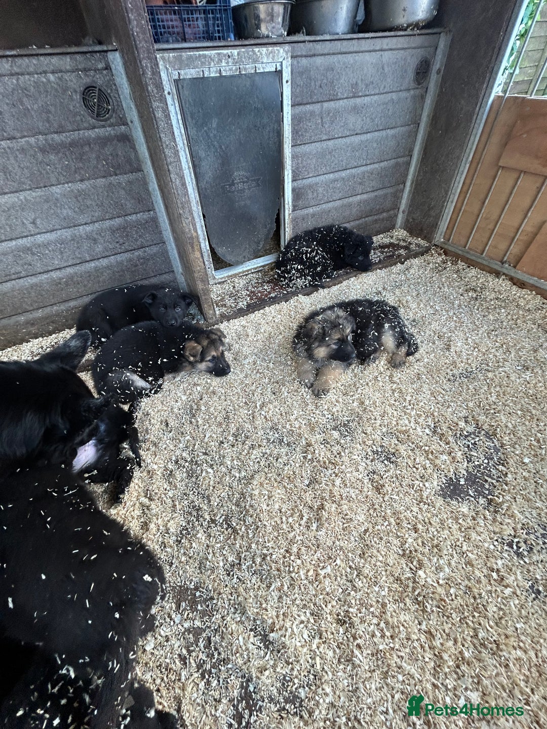 German Shepherd dogs for sale: German shepherd puppies  - Advert 40