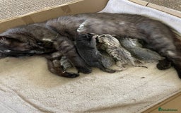 Mixed Breed cats for sale: Kittens - Image 2