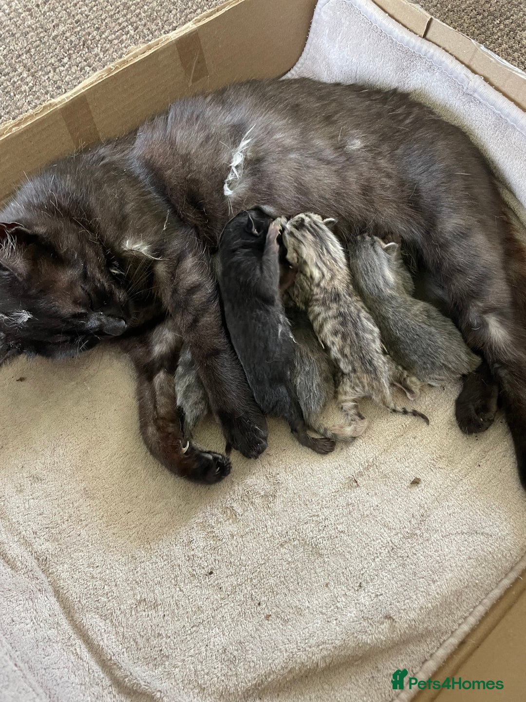 Mixed Breed cats for sale: Kittens - Image 2