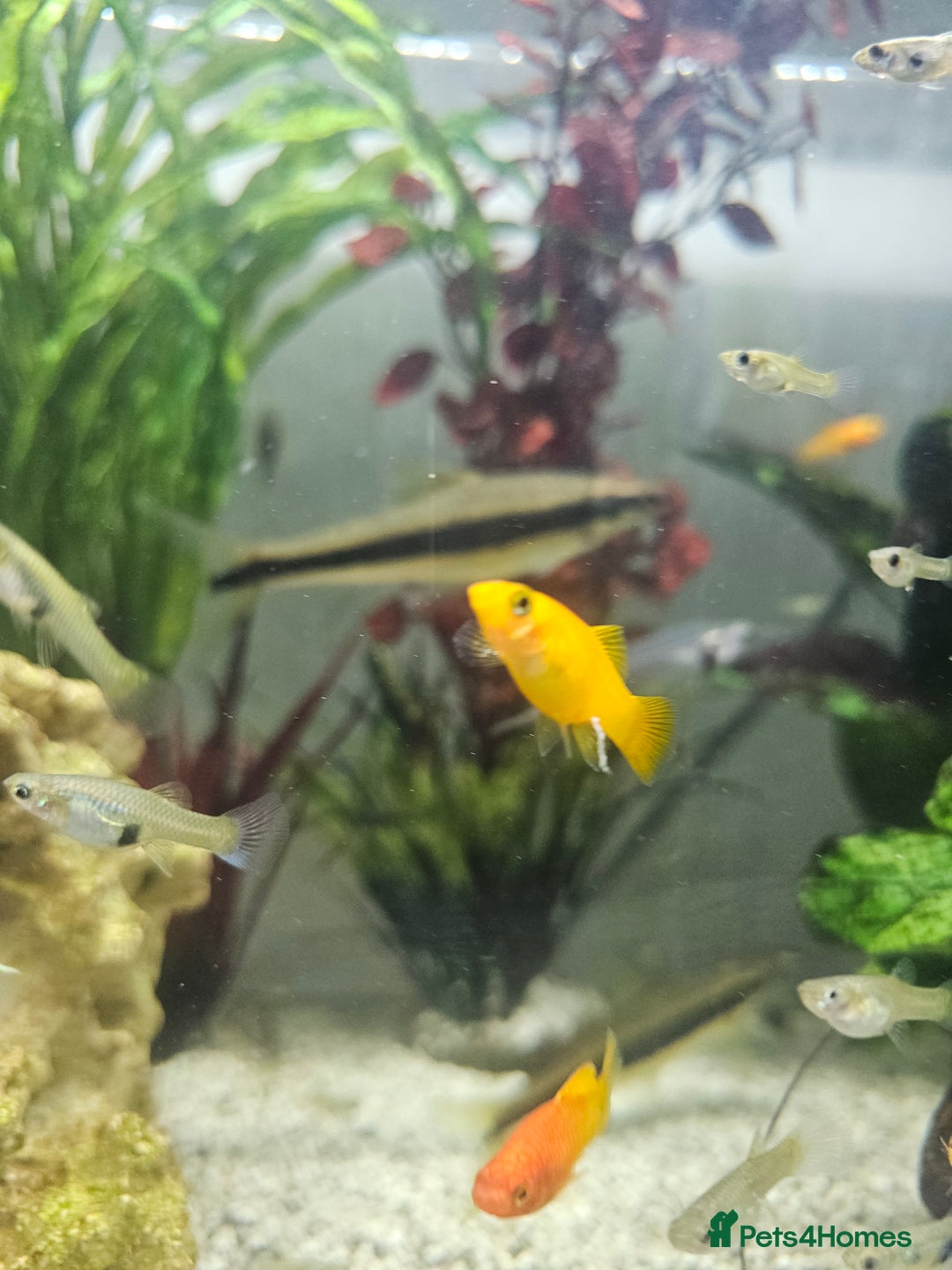 Platies fish for sale: Guppie and platies available  - Image 2