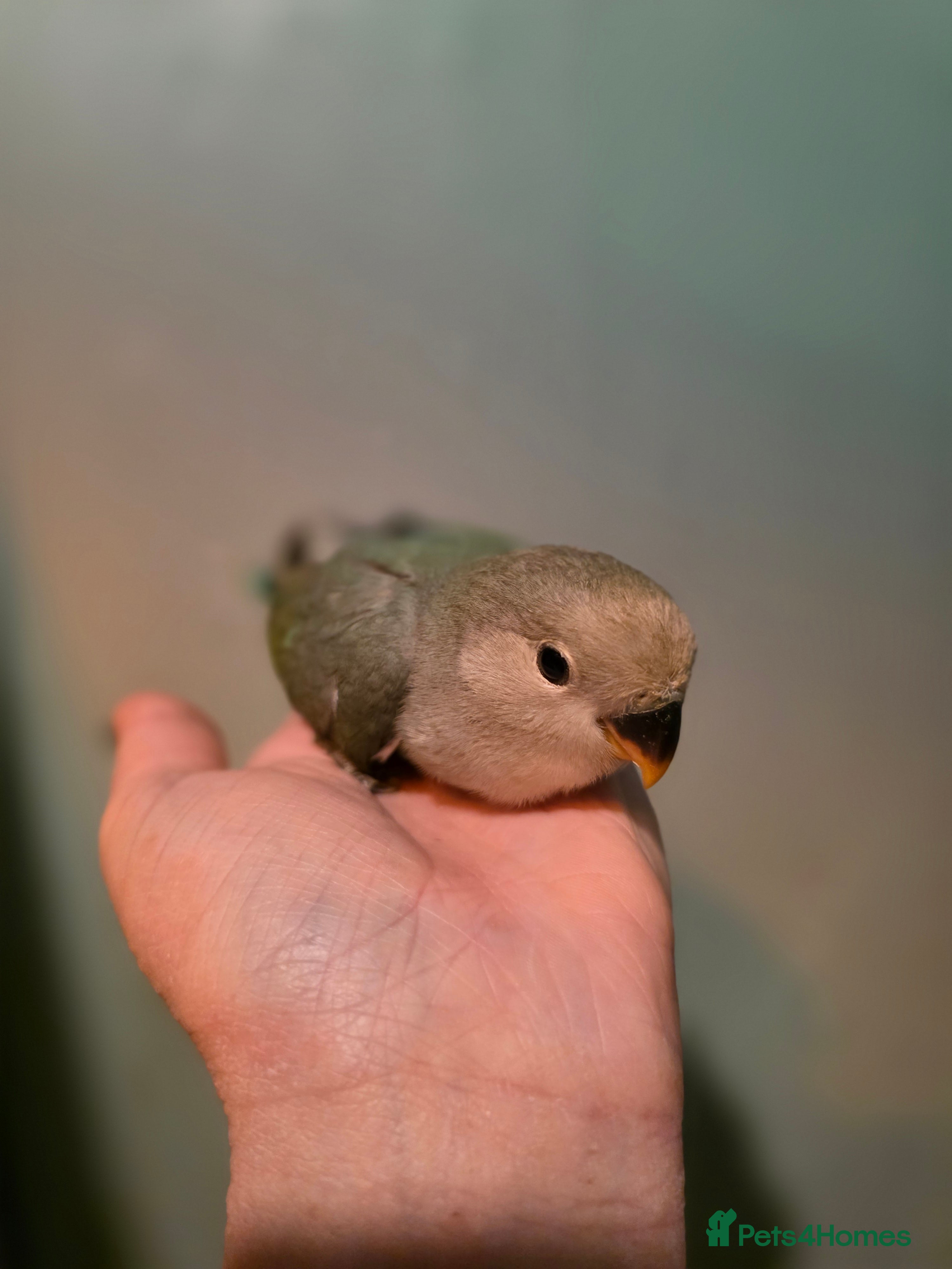 Lovebirds birds Baby love bird - Advert 4