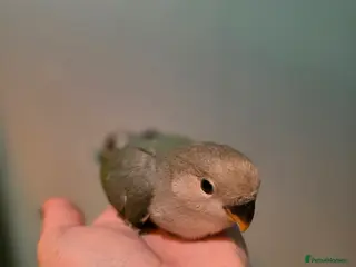 Lovebirds birds Baby love bird - Advert 4