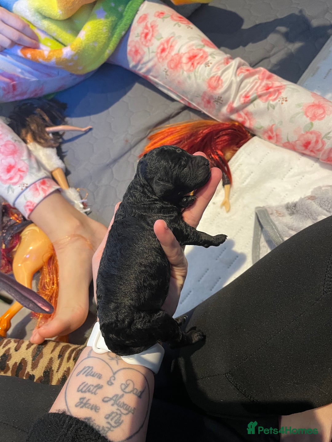 Cockapoo dogs for sale: 3 beautiful cockapoo puppies for sale  - Advert 10