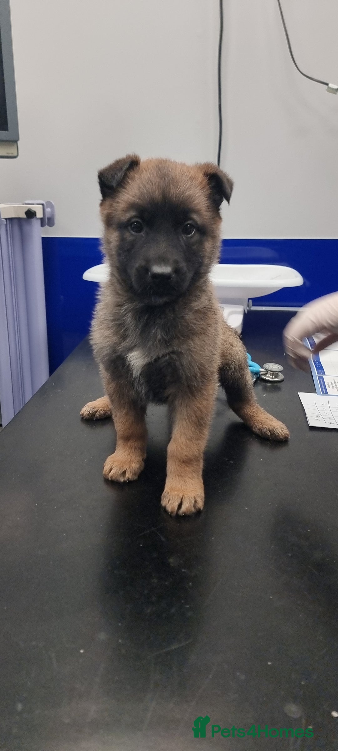 German Shepherd dogs for sale: German Shepherd Puppies - Advert 11