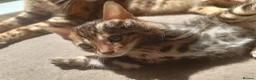 Bengal cats for sale: Absolutely beautiful pedigree bengal kittens - Advert 15