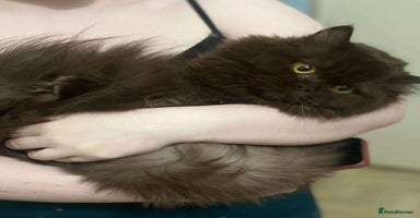 British Longhair cats - Advert 8