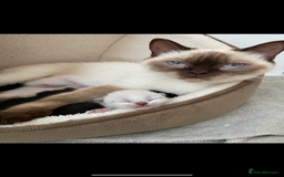 British Shorthair cats for sale: British short hair girly is ready open to offers - Image 3