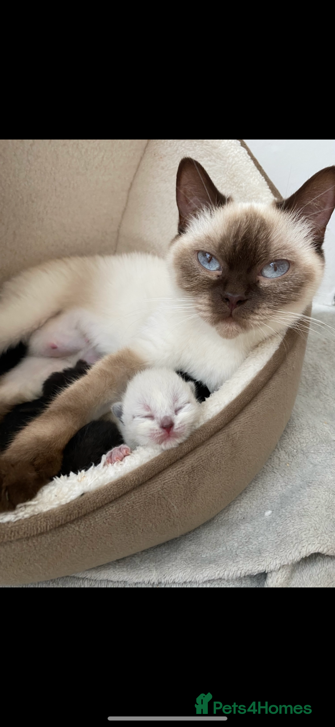 British Shorthair cats for sale: British short hair girly is ready open to offers - Image 3