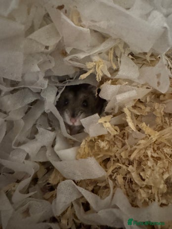 Hamster rodents - Advert 7