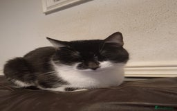 Mixed Breed cats for sale: 2 kittens for sale - Advert 7