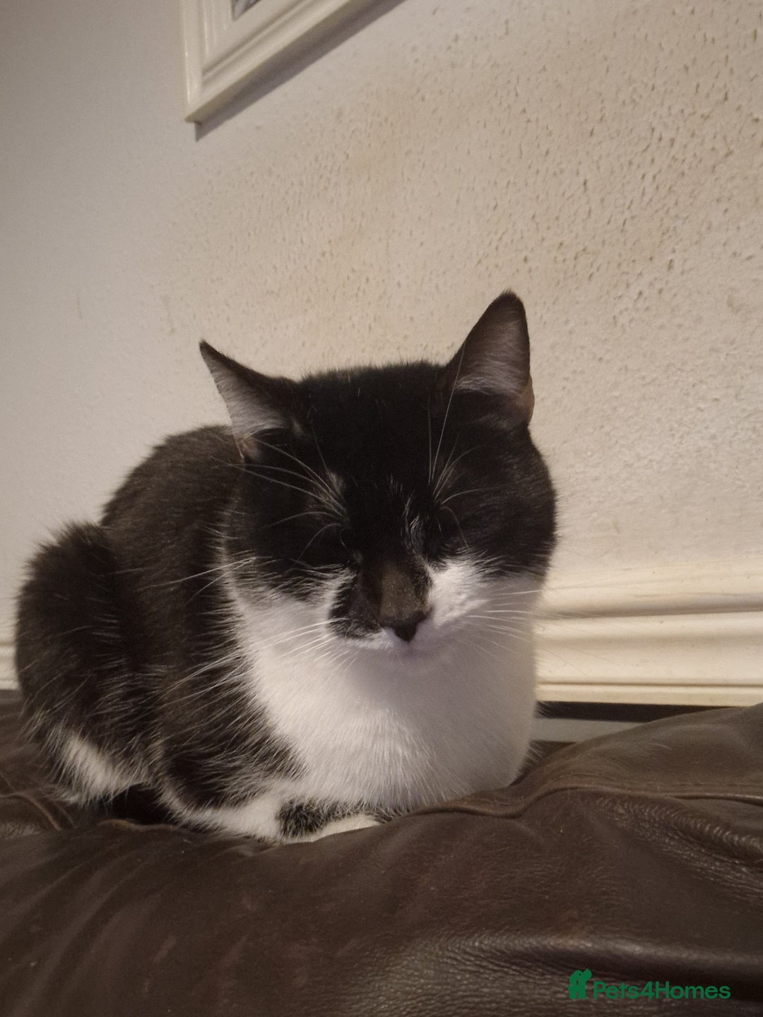 Mixed Breed cats for sale: 2 kittens for sale - Advert 7