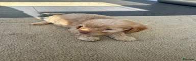 Cockapoo 4