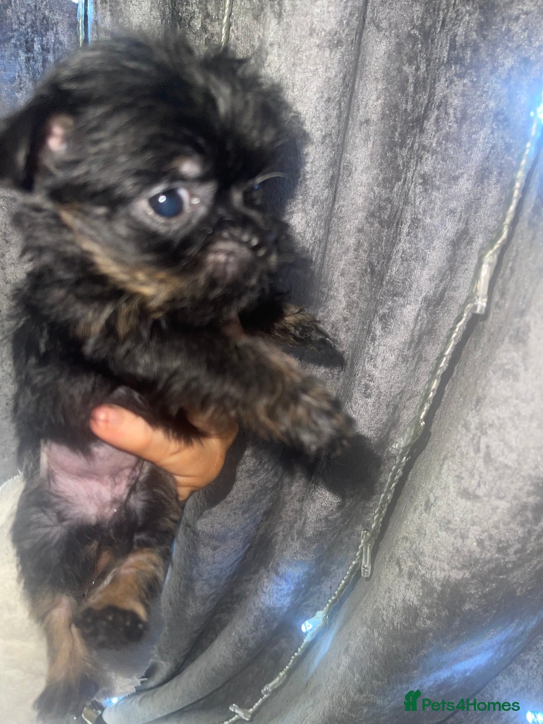 Mixed Breed dogs for sale: Jackapoo/French bulldog  - Advert 3