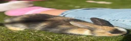 Mixed Breed rabbits for sale: Gorgeous bunnies - Advert 6